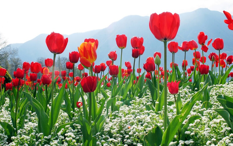 Red Tulips in Field — Serene, Spring, Photograph