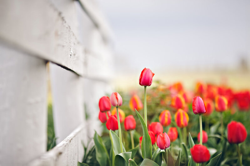 Red Tulips in Field — Serene, Spring, Photograph, White Fence