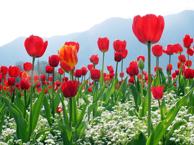 Red Tulips in Field — Serene, Spring