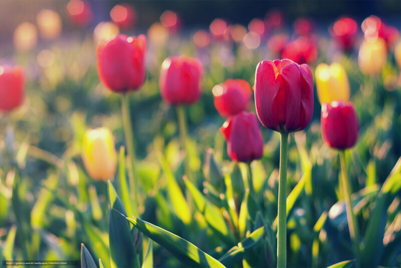 Red Tulips in Field — Serene, Sunset, Photograph, Green Leaves