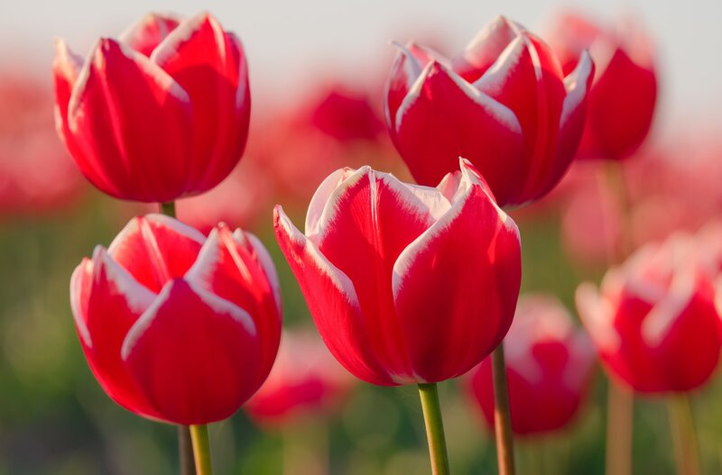Red Tulips in Field — Serene, Sunset, Photograph