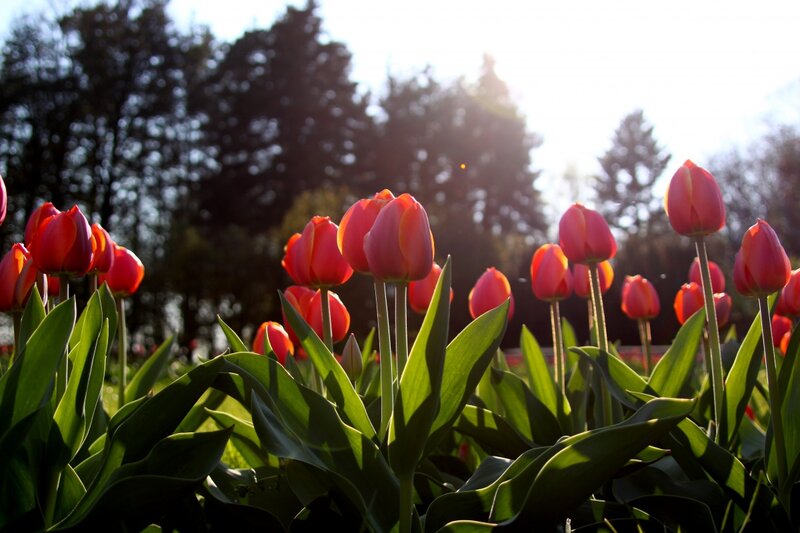 Red Tulips in Field — Serene, Sunset