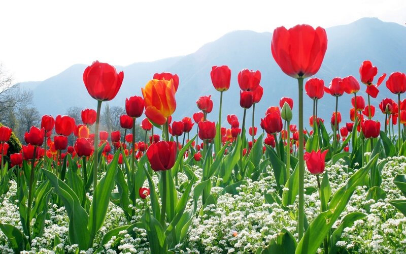 Red Tulips in Field — Serene