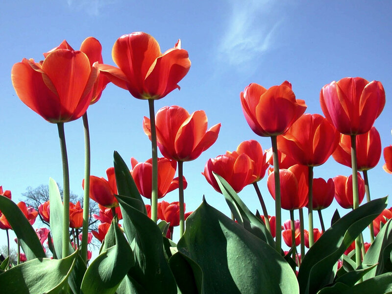 Red Tulips in Field