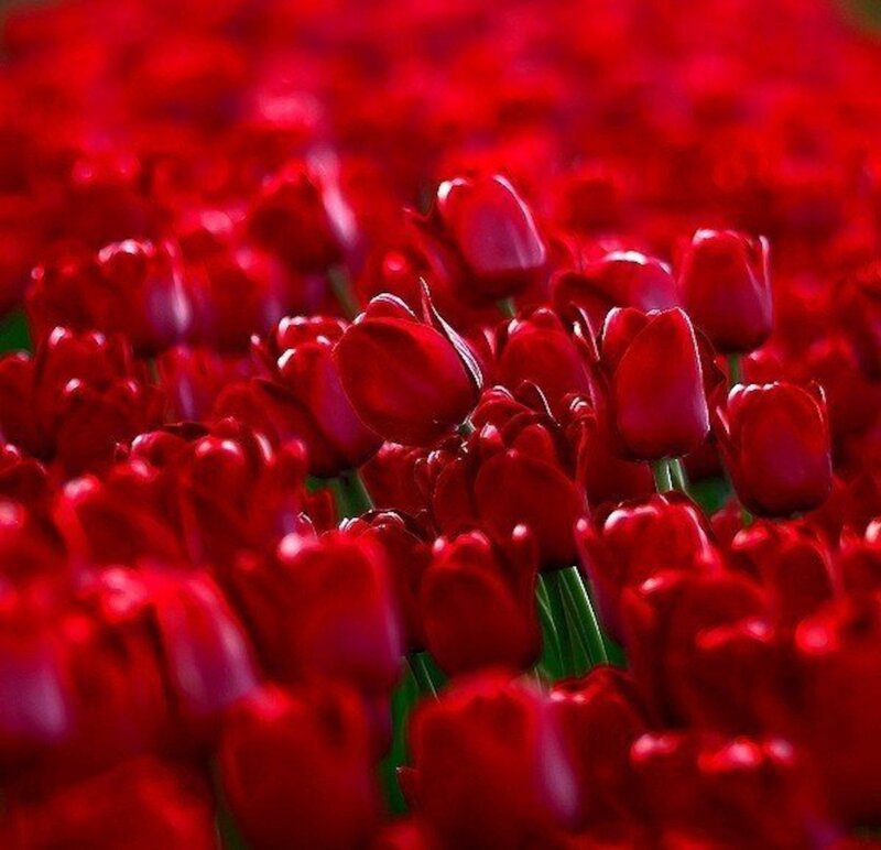 Red Tulips in Field — Vibrant, Photograph