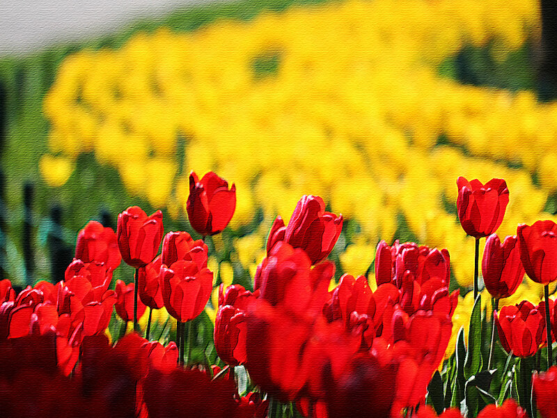 Red Tulips in Field — Vibrant, Spring, Painting