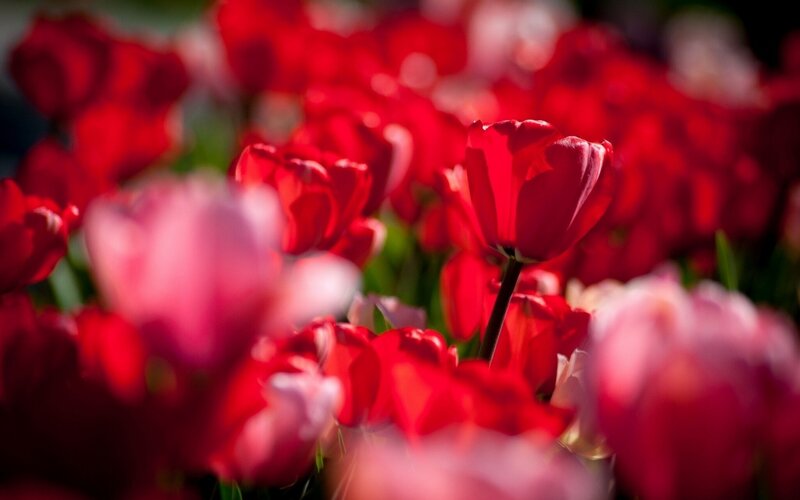 Red Tulips in Field — Vibrant, Spring, Photograph, Flowers