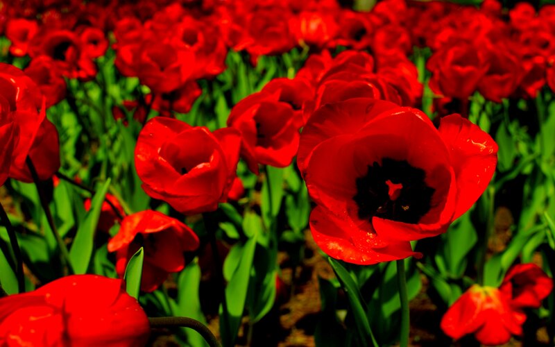 Red Tulips in Field — Vibrant, Spring, Photograph, Green Leaves