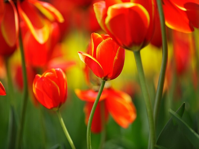 Red Tulips in Field — Vibrant, Spring, Photograph, Green Stems