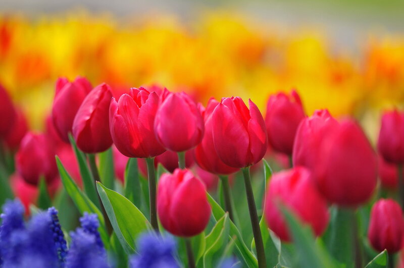 Red Tulips in Field — Vibrant, Spring, Photograph