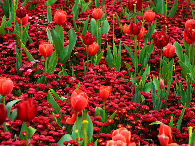 Red Tulips in Field — Vibrant, Spring, Photograph, Tulip