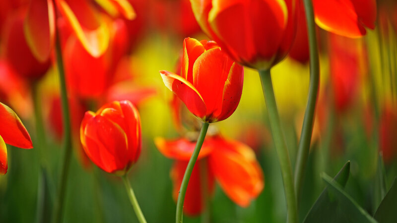 Red Tulips in Field — Vibrant, Spring