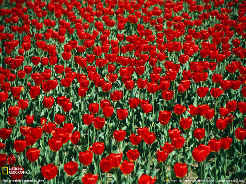Red Tulips in Field — Vibrant