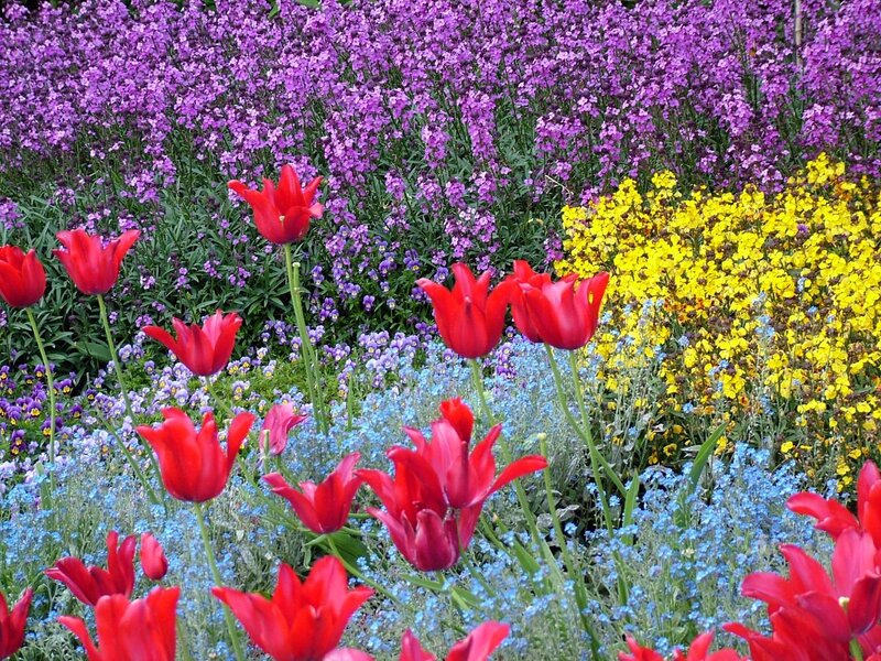 Red Tulips in Flower Bed — Colorful