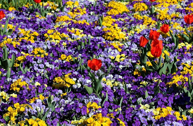 Red Tulips in Flower Bed — Purple