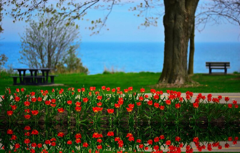 Red Tulips in Flower Bed