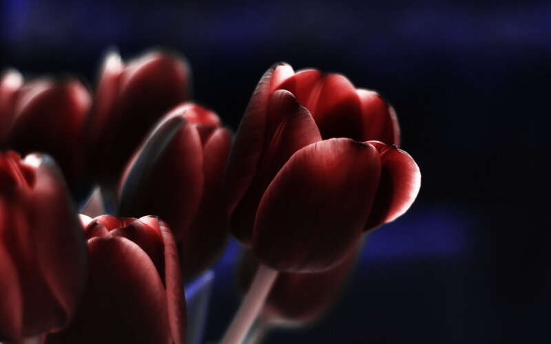 Red Tulips in Focus — Dramatic