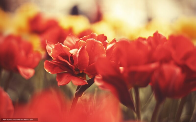 Red Tulips in Focus — Serene, Afternoon