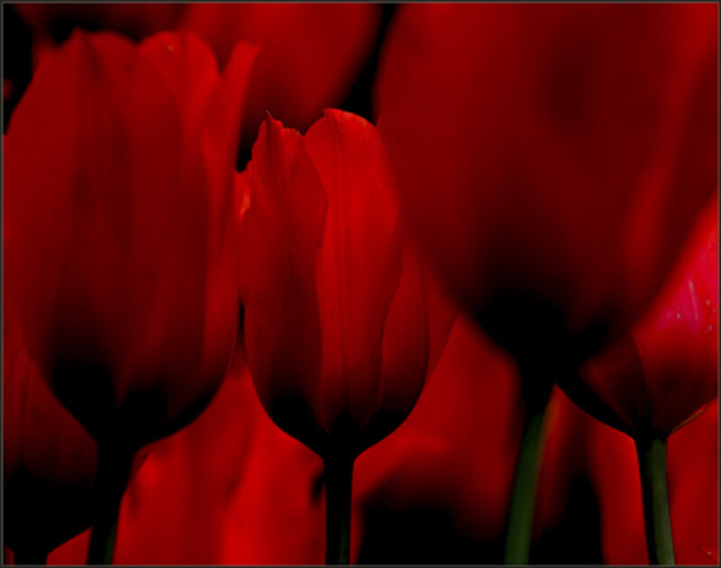 Red Tulips in Focus