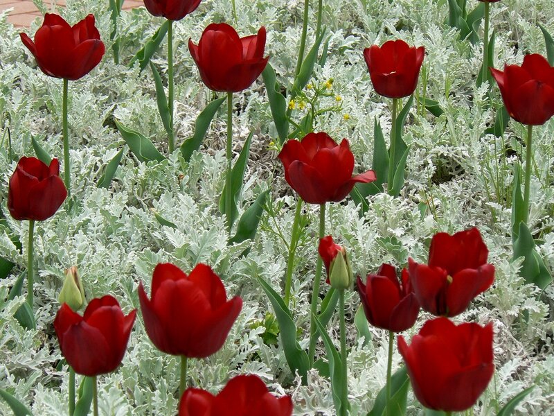 Red Tulips in Foliage