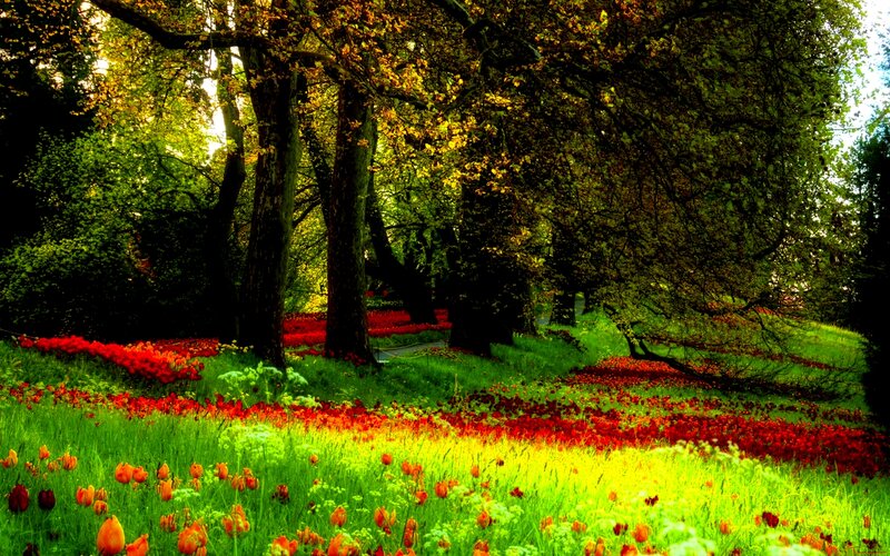 Red Tulips in Forest — Green