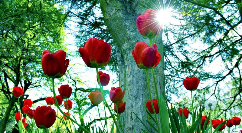 Red Tulips in Forest — Serene, Afternoon, Photograph