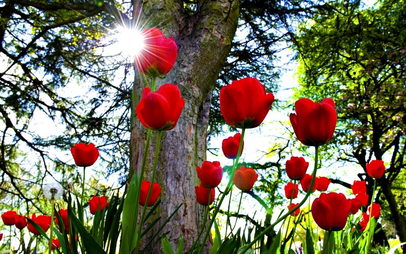 Red Tulips in Forest — Serene, Afternoon