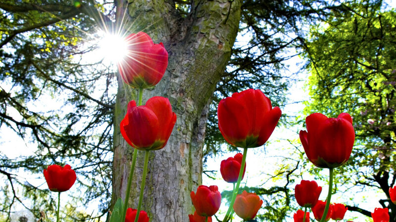Red Tulips in Forest