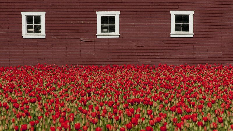 Red tulips in front of barn