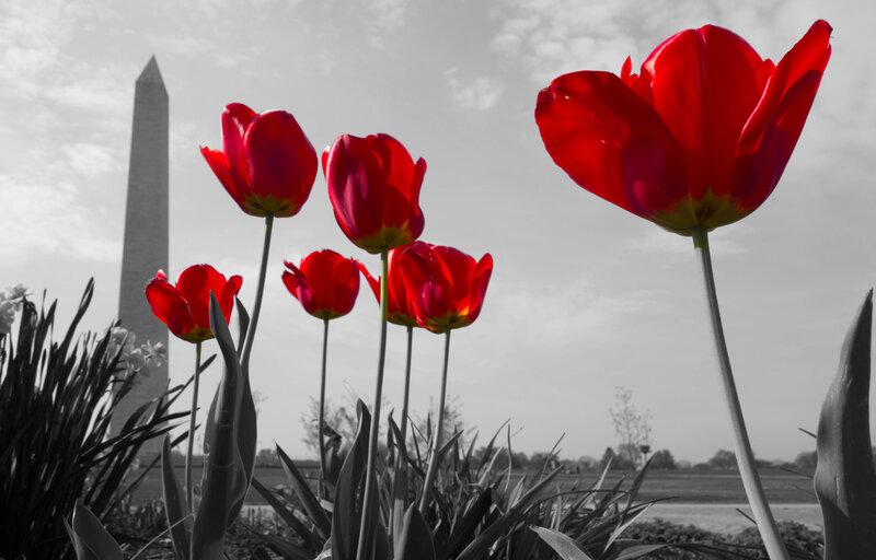 Red Tulips in Front of Monument