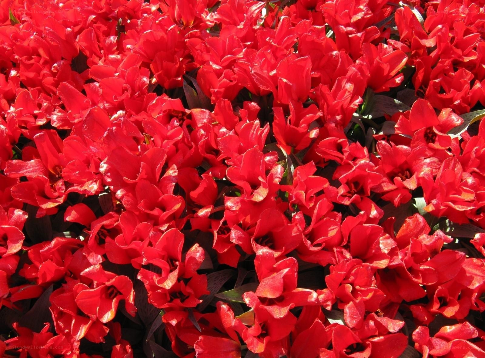 Red tulips in full bloom