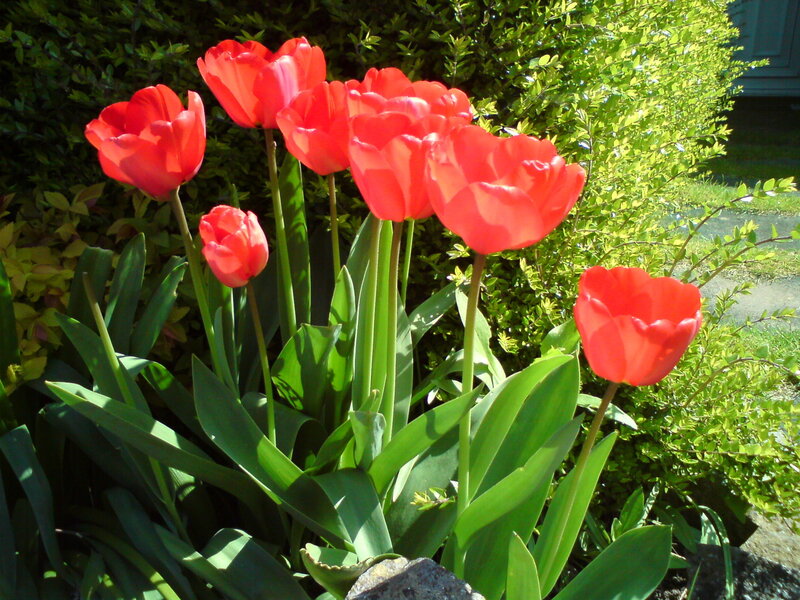 Red Tulips in Garden — Bright, Afternoon