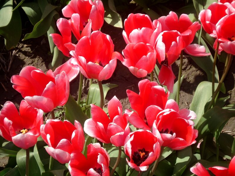 Red Tulips in Garden — Bright, Spring, Photograph