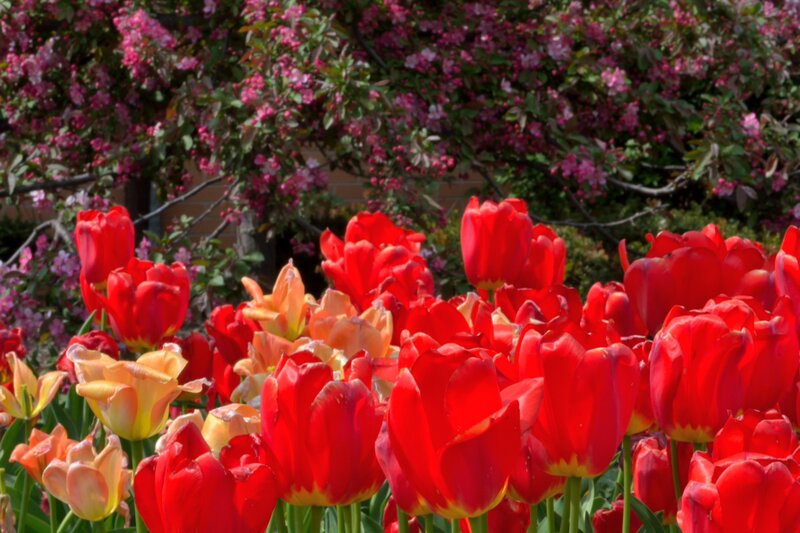 Red Tulips in Garden — Bright, Spring