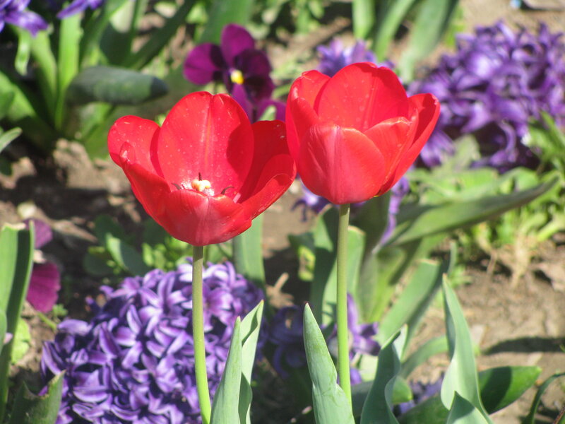 Red Tulips in Garden — Bright