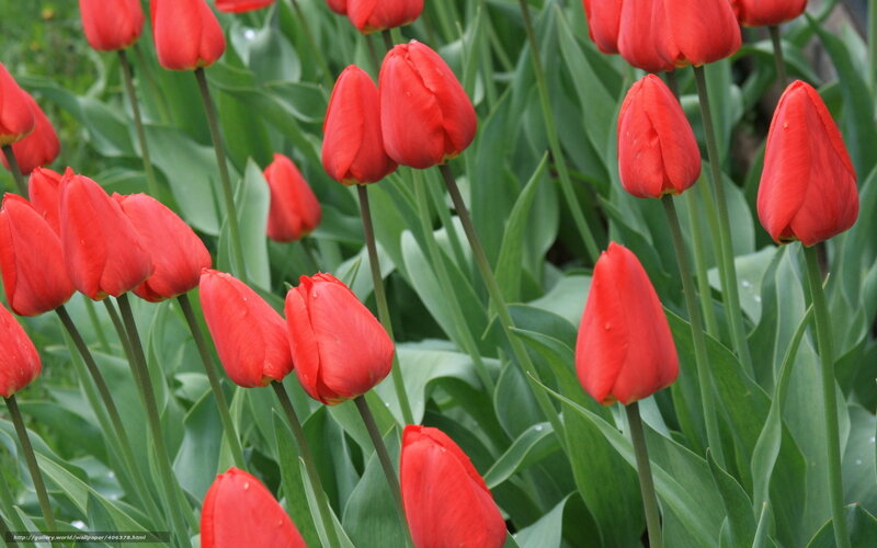 Red Tulips in Garden — Calm, Spring, Photograph, Green Leaves, Flower Buds