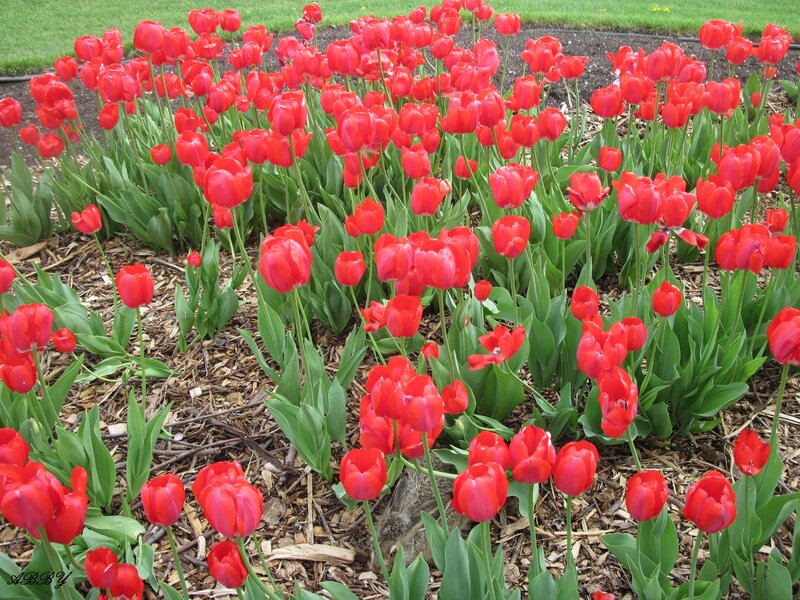 Red Tulips in Garden — Calm, Spring, Photograph, Green Leaves