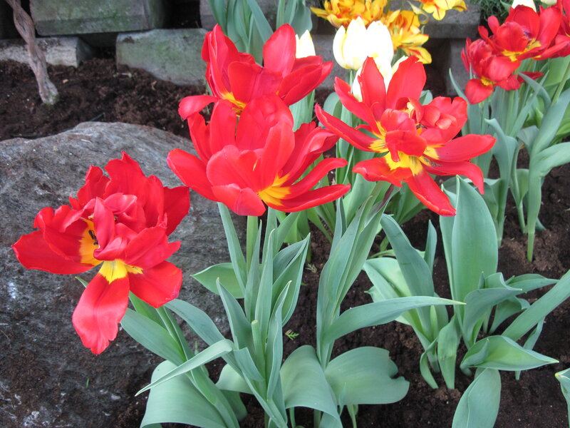 Red Tulips in Garden — Calm, Spring, Photograph