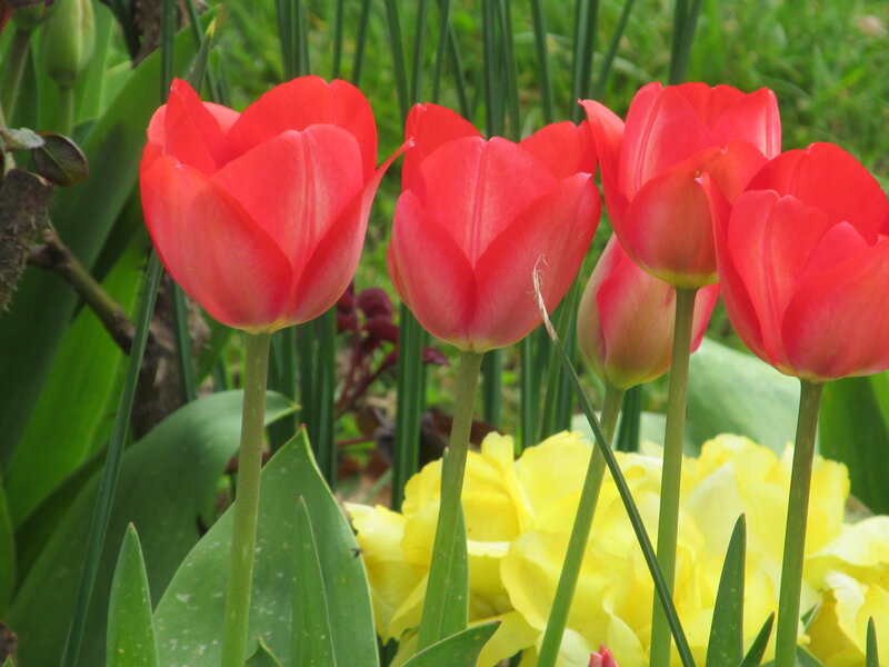 Red Tulips in Garden — Calm, Spring, Photograph, Yellow Flowers