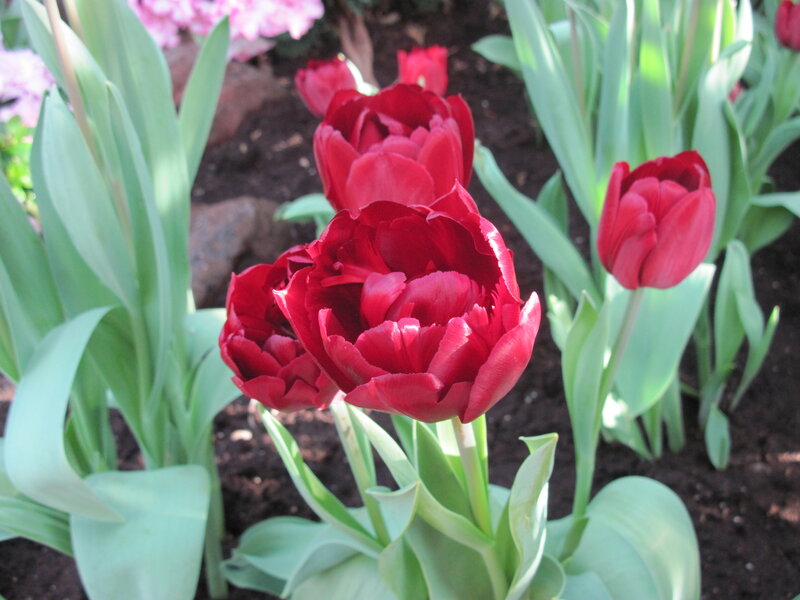 Red Tulips in Garden — Calm, Spring