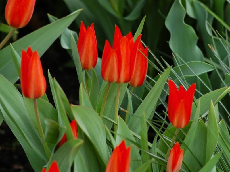 Red Tulips in Garden — Calm