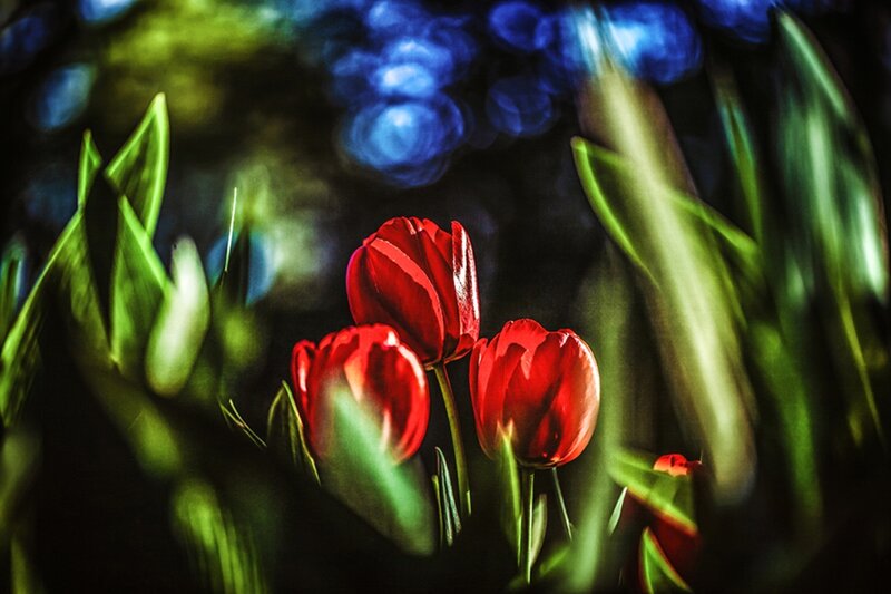 Red Tulips in Garden — Dramatic