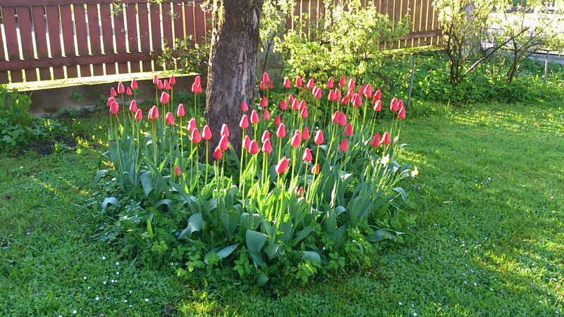 Red Tulips in Garden — Green, Serene