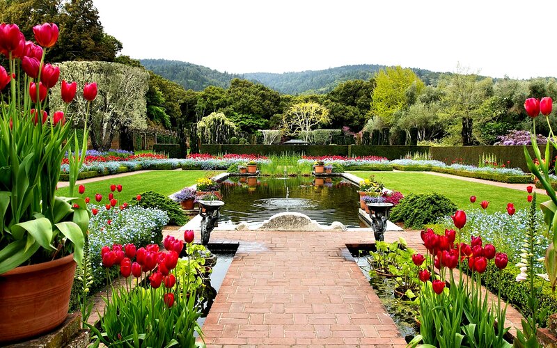 Red Tulips in Garden — Green