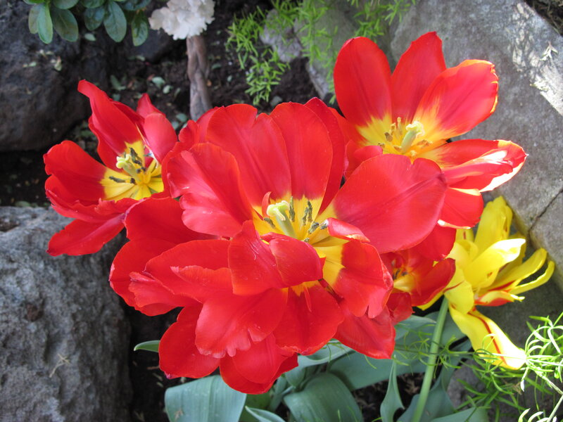 Red Tulips in Garden — Natural, Afternoon
