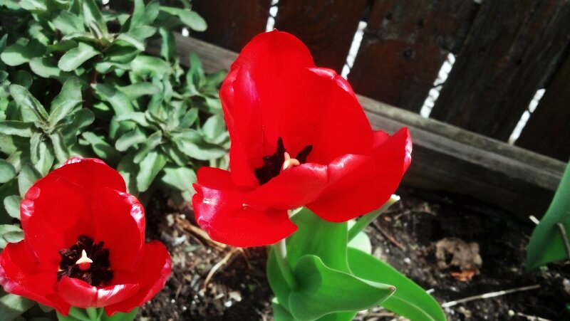 Red Tulips in Garden — Natural, Spring, Photograph