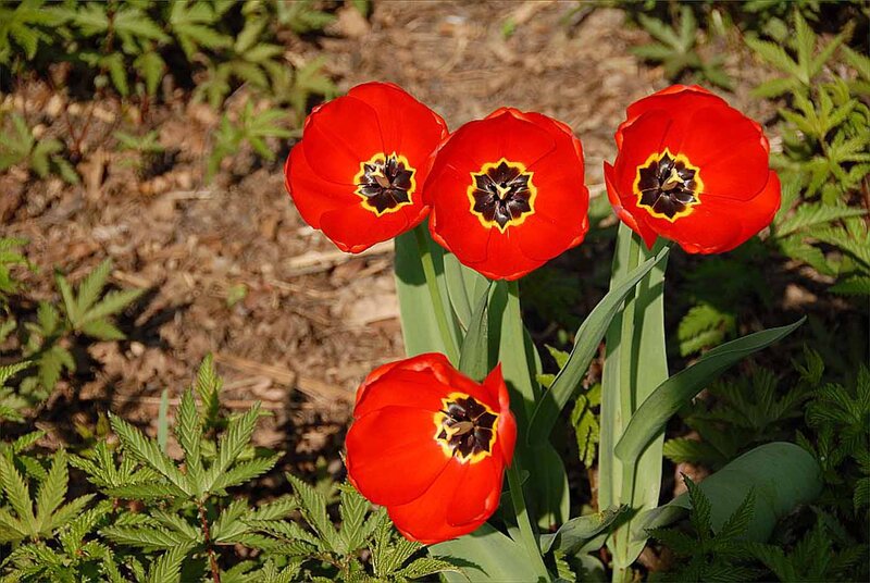 Red Tulips in Garden — Natural, Spring