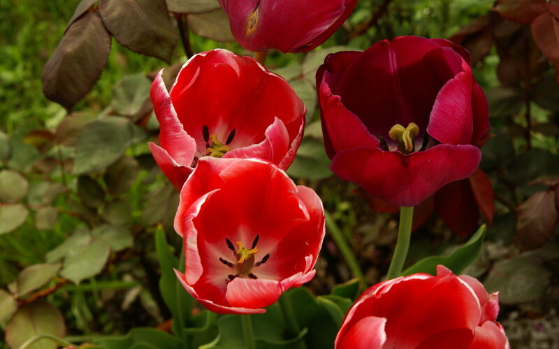 Red Tulips in Garden — Natural