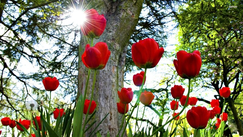 Red Tulips in Garden — Serene, Afternoon, Photograph, Tree