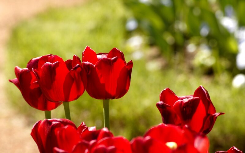 Red Tulips in Garden — Serene, Afternoon